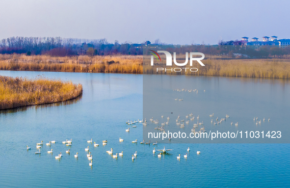 Cygnets are feeding on the water at the Hongze Lake Wetland scenic spot in Suqian, Jiangsu Province, China, on February 27, 2024. 