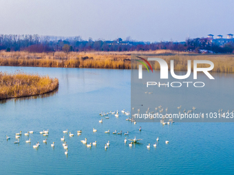 Cygnets are feeding on the water at the Hongze Lake Wetland scenic spot in Suqian, Jiangsu Province, China, on February 27, 2024. (