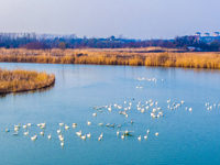 Cygnets are feeding on the water at the Hongze Lake Wetland scenic spot in Suqian, Jiangsu Province, China, on February 27, 2024. (