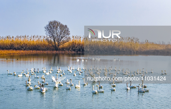 Cygnets are feeding on the water at the Hongze Lake Wetland scenic spot in Suqian, Jiangsu Province, China, on February 27, 2024. 