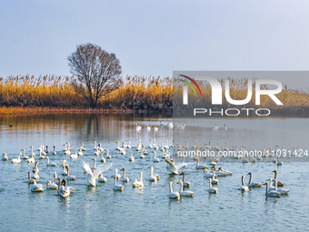 Cygnets are feeding on the water at the Hongze Lake Wetland scenic spot in Suqian, Jiangsu Province, China, on February 27, 2024. (