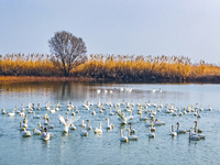 Cygnets are feeding on the water at the Hongze Lake Wetland scenic spot in Suqian, Jiangsu Province, China, on February 27, 2024. (