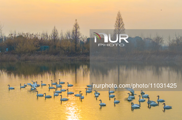 Cygnets are feeding on the water at the Hongze Lake Wetland scenic spot in Suqian, Jiangsu Province, China, on February 27, 2024. 