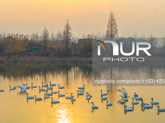 Cygnets are feeding on the water at the Hongze Lake Wetland scenic spot in Suqian, Jiangsu Province, China, on February 27, 2024. (