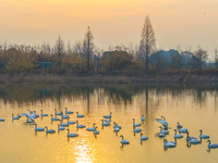 Cygnets are feeding on the water at the Hongze Lake Wetland scenic spot in Suqian, Jiangsu Province, China, on February 27, 2024. (