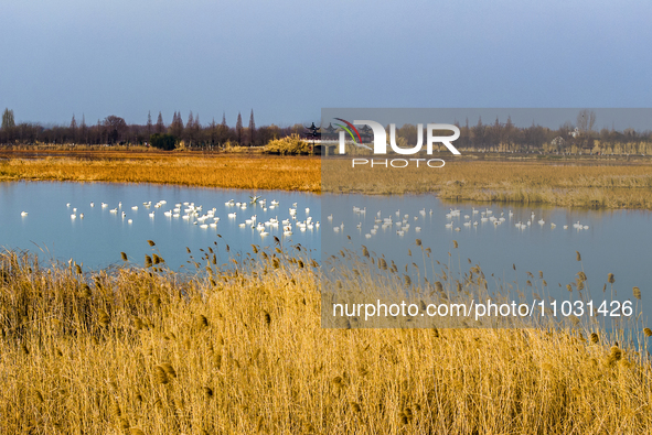 Cygnets are feeding on the water at the Hongze Lake Wetland scenic spot in Suqian, Jiangsu Province, China, on February 27, 2024. 