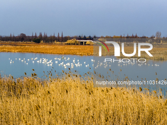 Cygnets are feeding on the water at the Hongze Lake Wetland scenic spot in Suqian, Jiangsu Province, China, on February 27, 2024. (