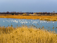 Cygnets are feeding on the water at the Hongze Lake Wetland scenic spot in Suqian, Jiangsu Province, China, on February 27, 2024. (