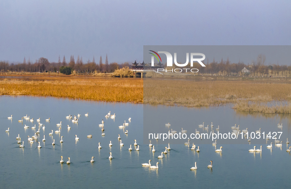 Cygnets are feeding on the water at the Hongze Lake Wetland scenic spot in Suqian, Jiangsu Province, China, on February 27, 2024. 