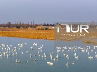 Cygnets are feeding on the water at the Hongze Lake Wetland scenic spot in Suqian, Jiangsu Province, China, on February 27, 2024. (