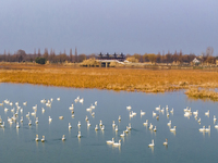 Cygnets are feeding on the water at the Hongze Lake Wetland scenic spot in Suqian, Jiangsu Province, China, on February 27, 2024. (