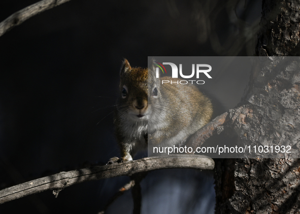 EDMONTON, CANADA - FEBRUARY 23, 2024:
A grey squirrel perched on a tree in a park in Edmonton South area, on February 23, 2024, in Edmonton,...