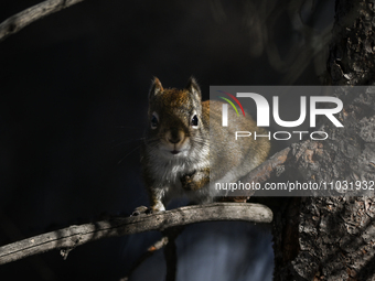 EDMONTON, CANADA - FEBRUARY 23, 2024:
A grey squirrel perched on a tree in a park in Edmonton South area, on February 23, 2024, in Edmonton,...