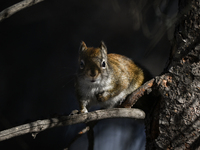 EDMONTON, CANADA - FEBRUARY 23, 2024:
A grey squirrel perched on a tree in a park in Edmonton South area, on February 23, 2024, in Edmonton,...