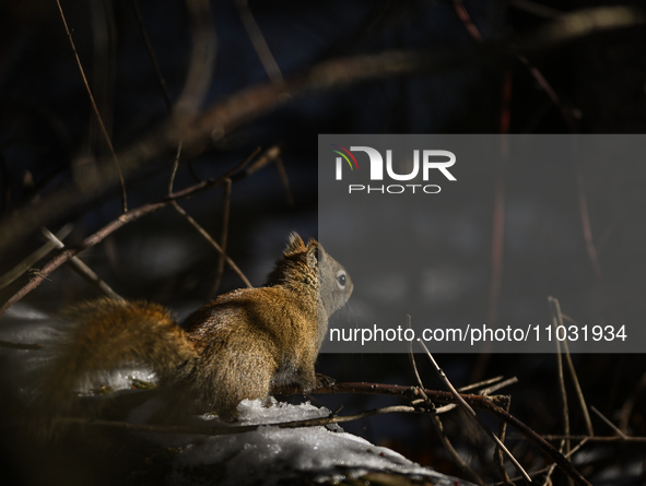 EDMONTON, CANADA - FEBRUARY 23, 2024:
A grey squirrel perched on a tree in a park in Edmonton South area, on February 23, 2024, in Edmonton,...