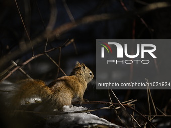 EDMONTON, CANADA - FEBRUARY 23, 2024:
A grey squirrel perched on a tree in a park in Edmonton South area, on February 23, 2024, in Edmonton,...