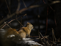 EDMONTON, CANADA - FEBRUARY 23, 2024:
A grey squirrel perched on a tree in a park in Edmonton South area, on February 23, 2024, in Edmonton,...