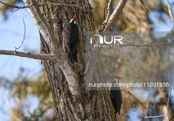 EDMONTON, CANADA - FEBRUARY 23, 2024:
Two Pileated Woodpeckers seen in a wood in the Rutherford area of Edmonton, on February 23, 2024, in E...