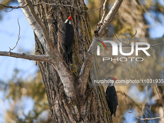 EDMONTON, CANADA - FEBRUARY 23, 2024:
Two Pileated Woodpeckers seen in a wood in the Rutherford area of Edmonton, on February 23, 2024, in E...