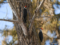 EDMONTON, CANADA - FEBRUARY 23, 2024:
Two Pileated Woodpeckers seen in a wood in the Rutherford area of Edmonton, on February 23, 2024, in E...