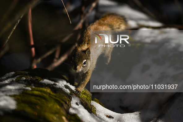 EDMONTON, CANADA - FEBRUARY 23, 2024:
A grey squirrel seen in a park in Edmonton South area, on February 23, 2024, in Edmonton, Alberta, Can...