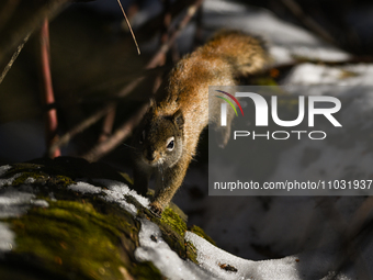 EDMONTON, CANADA - FEBRUARY 23, 2024:
A grey squirrel seen in a park in Edmonton South area, on February 23, 2024, in Edmonton, Alberta, Can...