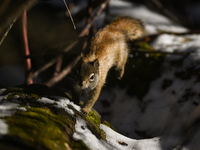 EDMONTON, CANADA - FEBRUARY 23, 2024:
A grey squirrel seen in a park in Edmonton South area, on February 23, 2024, in Edmonton, Alberta, Can...