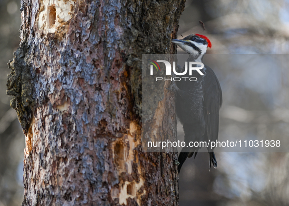 EDMONTON, CANADA - FEBRUARY 23, 2024:
A female Pileated Woodpecker seen in a wood in the Rutherford area of Edmonton, on February 23, 2024,...