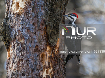 EDMONTON, CANADA - FEBRUARY 23, 2024:
A female Pileated Woodpecker seen in a wood in the Rutherford area of Edmonton, on February 23, 2024,...