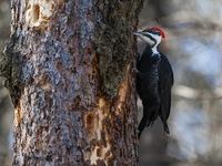 EDMONTON, CANADA - FEBRUARY 23, 2024:
A female Pileated Woodpecker seen in a wood in the Rutherford area of Edmonton, on February 23, 2024,...