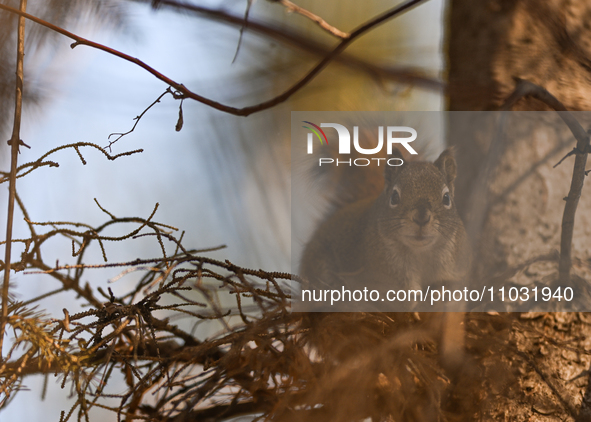 EDMONTON, CANADA - FEBRUARY 23, 2024:
A grey squirrel perched on a tree in a park in Edmonton South area, on February 23, 2024, in Edmonton,...