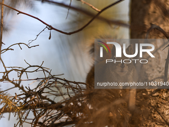 EDMONTON, CANADA - FEBRUARY 23, 2024:
A grey squirrel perched on a tree in a park in Edmonton South area, on February 23, 2024, in Edmonton,...