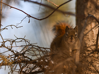 EDMONTON, CANADA - FEBRUARY 23, 2024:
A grey squirrel perched on a tree in a park in Edmonton South area, on February 23, 2024, in Edmonton,...