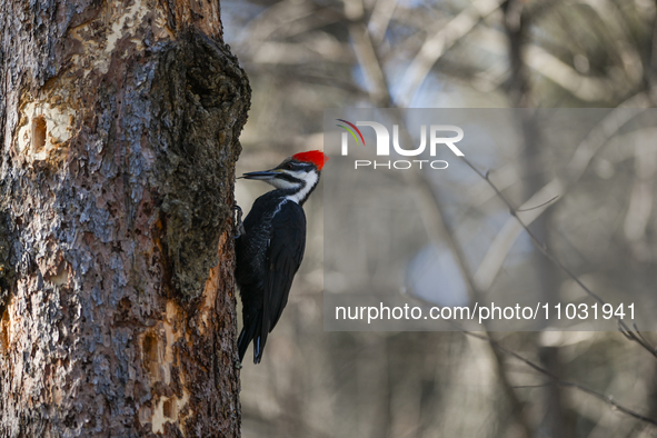 EDMONTON, CANADA - FEBRUARY 23, 2024:
A female Pileated Woodpecker seen in a wood in the Rutherford area of Edmonton, on February 23, 2024,...