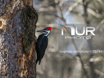 EDMONTON, CANADA - FEBRUARY 23, 2024:
A female Pileated Woodpecker seen in a wood in the Rutherford area of Edmonton, on February 23, 2024,...