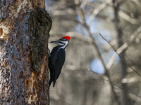 EDMONTON, CANADA - FEBRUARY 23, 2024:
A female Pileated Woodpecker seen in a wood in the Rutherford area of Edmonton, on February 23, 2024,...