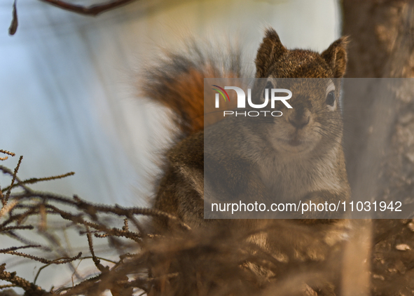 EDMONTON, CANADA - FEBRUARY 23, 2024:
A grey squirrel perched on a tree in a park in Edmonton South area, on February 23, 2024, in Edmonton,...