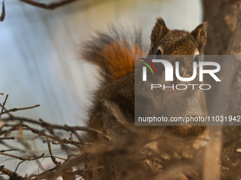 EDMONTON, CANADA - FEBRUARY 23, 2024:
A grey squirrel perched on a tree in a park in Edmonton South area, on February 23, 2024, in Edmonton,...