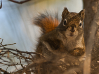 EDMONTON, CANADA - FEBRUARY 23, 2024:
A grey squirrel perched on a tree in a park in Edmonton South area, on February 23, 2024, in Edmonton,...