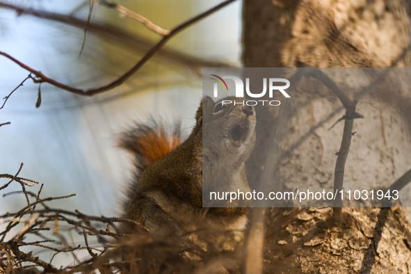 EDMONTON, CANADA - FEBRUARY 23, 2024:
A grey squirrel perched on a tree in a park in Edmonton South area, on February 23, 2024, in Edmonton,...