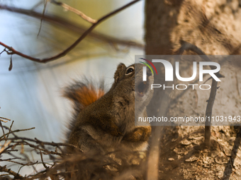 EDMONTON, CANADA - FEBRUARY 23, 2024:
A grey squirrel perched on a tree in a park in Edmonton South area, on February 23, 2024, in Edmonton,...