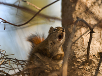 EDMONTON, CANADA - FEBRUARY 23, 2024:
A grey squirrel perched on a tree in a park in Edmonton South area, on February 23, 2024, in Edmonton,...