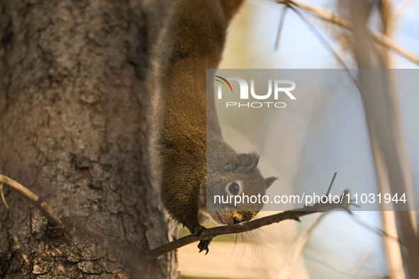 EDMONTON, CANADA - FEBRUARY 23, 2024:
A grey squirrel perched on a tree in a park in Edmonton South area, on February 23, 2024, in Edmonton,...