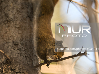 EDMONTON, CANADA - FEBRUARY 23, 2024:
A grey squirrel perched on a tree in a park in Edmonton South area, on February 23, 2024, in Edmonton,...