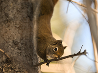 EDMONTON, CANADA - FEBRUARY 23, 2024:
A grey squirrel perched on a tree in a park in Edmonton South area, on February 23, 2024, in Edmonton,...