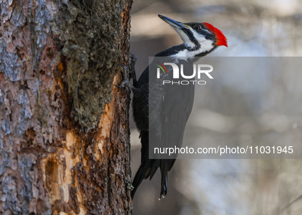 EDMONTON, CANADA - FEBRUARY 23, 2024:
A female Pileated Woodpecker seen in a wood in the Rutherford area of Edmonton, on February 23, 2024,...