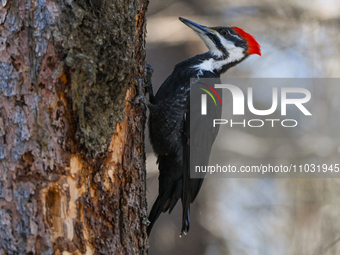 EDMONTON, CANADA - FEBRUARY 23, 2024:
A female Pileated Woodpecker seen in a wood in the Rutherford area of Edmonton, on February 23, 2024,...