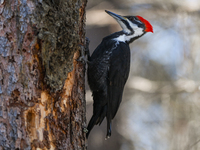 EDMONTON, CANADA - FEBRUARY 23, 2024:
A female Pileated Woodpecker seen in a wood in the Rutherford area of Edmonton, on February 23, 2024,...