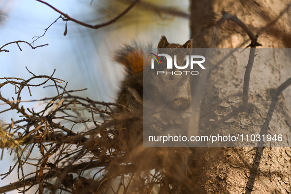 EDMONTON, CANADA - FEBRUARY 23, 2024:
A grey squirrel perched on a tree in a park in Edmonton South area, on February 23, 2024, in Edmonton,...