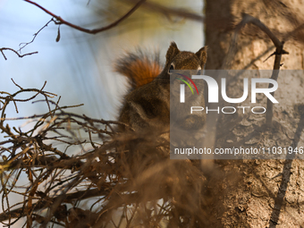 EDMONTON, CANADA - FEBRUARY 23, 2024:
A grey squirrel perched on a tree in a park in Edmonton South area, on February 23, 2024, in Edmonton,...